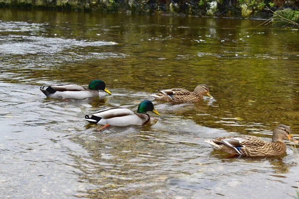 Group Male Female Mallard Swimming Water Together — Stock Photo, Image