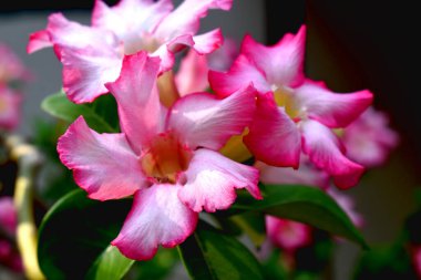 Azalea çiçeği, bulanık arka planı olan güzel beyaz ve pembe çiçek.