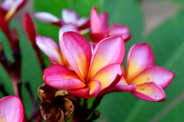 Růžové Plumeria Květiny Zelenou Přírodou Rozmazané Pozadí — Stock fotografie