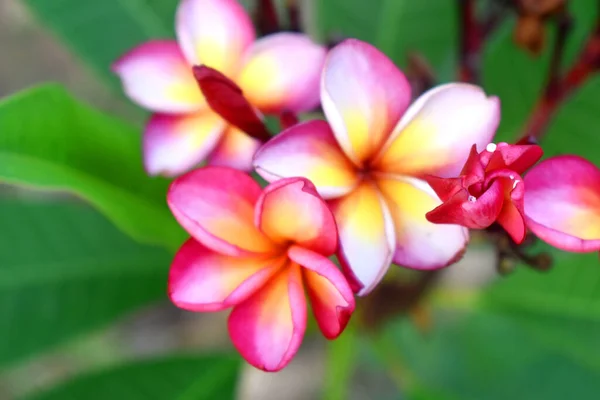 Růžové Plumeria Květiny Zelenou Přírodou Rozmazané Pozadí — Stock fotografie