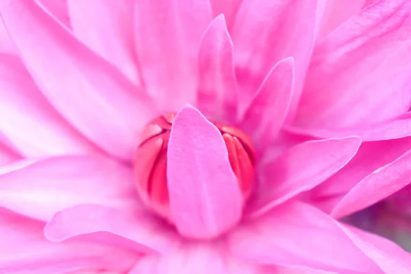 Rote Seerosenblüte Mit Pollen Und Blütenblättern Hintergrund Natur — Stockfoto