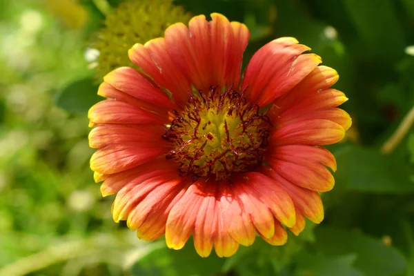 Hermosa Flor Roja Amarilla Con Fondo Borroso Naturaleza Jardín Flor — Foto de Stock