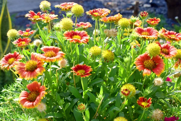 Schöne Rote Und Gelbe Blumen Garten Indische Deckenblume Gaillardia Aristata — Stockfoto