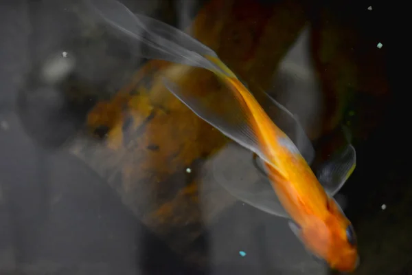 Peixe Dourado Nadando Sobre Água Limpa Lagoa Peixes — Fotografia de Stock