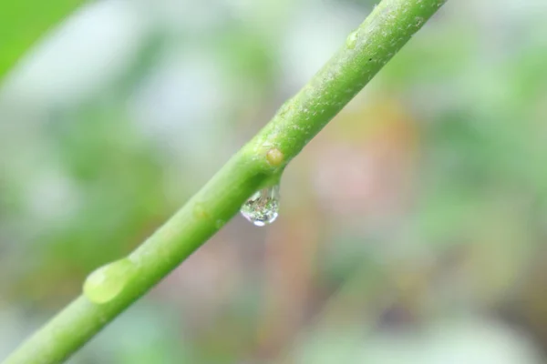 Krople Wody Wiszące Gałęzi Drzewa Świetle Poranka Deszczu Naturą Zamazane — Zdjęcie stockowe