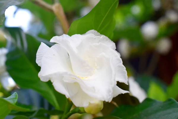 Belle Fleur Blanche Aux Feuilles Vertes Fond Nature — Photo