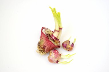 Beyaz arka planda kırmızı soğan filizlenmeye başlıyor.