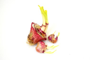 Beyaz arka planda kırmızı soğan filizlenmeye başlıyor.