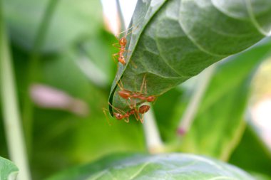 Karınca işçisi yeşil yaprak üzerine yuva yapıyor ve arka planı bulanık.