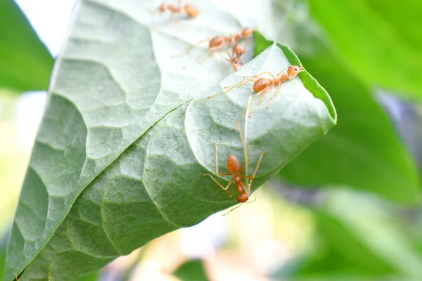 Hormiga Trabajador Están Construyendo Nido Hoja Verde Con Naturaleza Borrosa —  Fotos de Stock