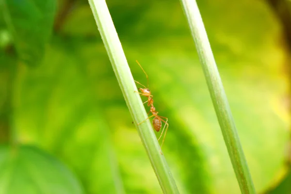 Red Ants Climb Green Branch Plant Nature Blurred Background — Stock Photo, Image
