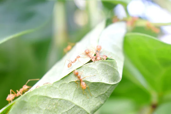 Ant Worker Building Nest Green Leaf Nature Blurred Background — Stock Photo, Image