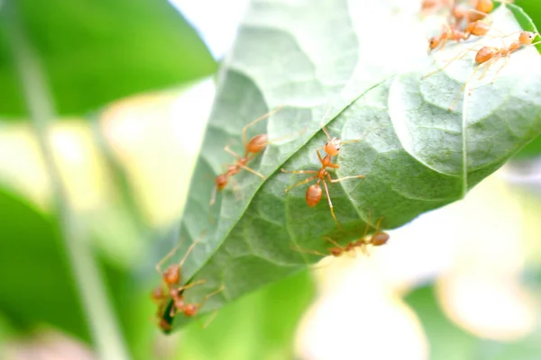 Ameisenarbeiter Bauen Nest Auf Grünem Blatt Mit Unscharfem Hintergrund — Stockfoto