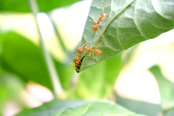 Hormiga Trabajador Están Construyendo Nido Hoja Verde Con Naturaleza Borrosa —  Fotos de Stock