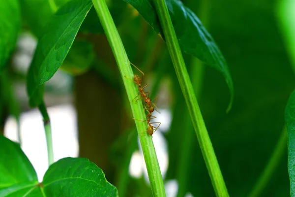 Red Ants Climb Green Branch Plant Nature Blurred Background — Stock Photo, Image