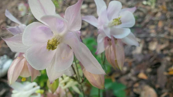 Rosa Blumen Gartenbeet — Stockfoto