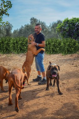 Güney Afrika Mastiff damızlık çiftliğinden onun Evcil hayvan oynamak hakkında ortasında duruyor. Üç kahverengi renk Boerboel yavru iyi eğlenceler brindle renk Muhafızlar yetişkin bir köpek onun sahibi ve pups sevindik.