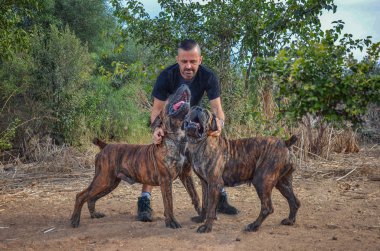 Boerboel damızlık 40 yaşında bir adam bir erkek ve kadın onun iki begetters tutar. Güney Afrika Mastiffs kuyrukları ve brindle renk demirledi. Görünüşe göre onlar şarkı.