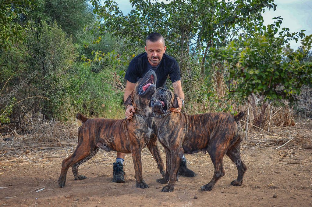 Boerboel Presa Canario Info Dogo Canario Perro De Presa Canario