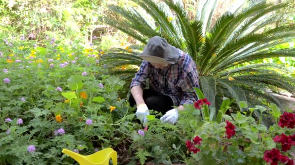 Senior Woman Bucket Hat Talks Flowers While Working Her Garden — Stock Video