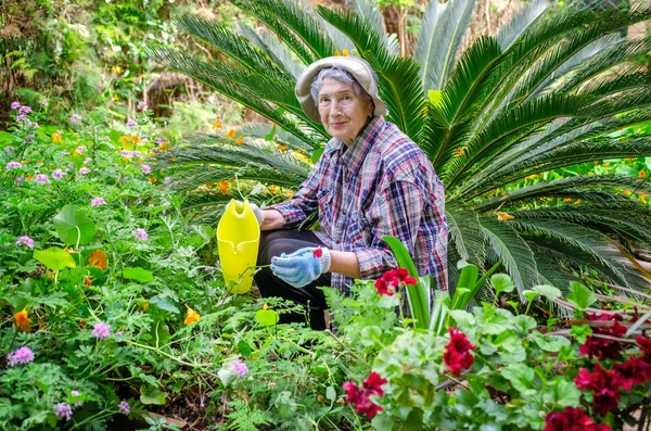 Her Sabah Ekose Gömlek Giyen Yaşlı Bir Kadın Bahçede Çalışır — Stok fotoğraf