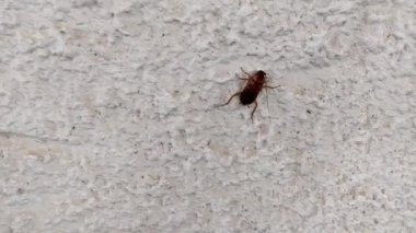 Profesyonel imha tedavisinden sonra kahverengi hamamböceği açık gri bir duvarda sürünüyor.