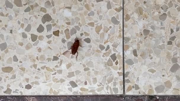 Una Cucaracha Marrón Corre Las Baldosas Del Piso Irregular Cámara — Vídeos de Stock