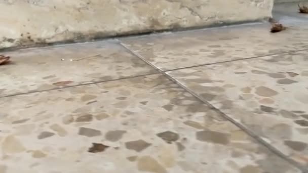 Fotocamera Scivola Sul Pavimento Tra Cadaveri Degli Scarafaggi Dopo Sterminio — Video Stock