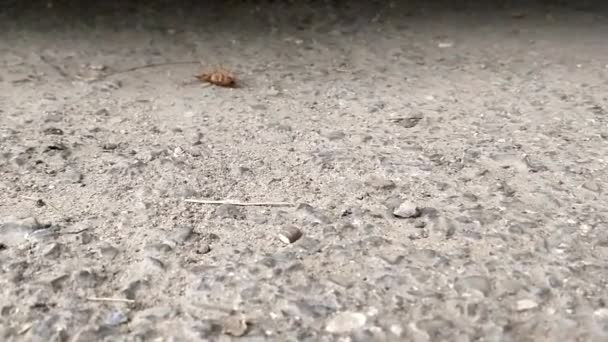 Many Barely Alive Cockroaches Lie Backs Pavement Camera Slides Filmed — Stock Video