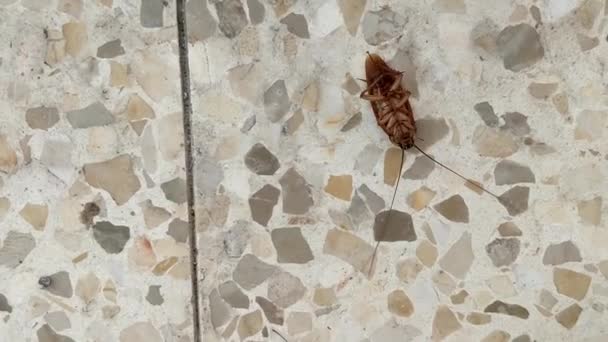 フューミベーションの後 ゴキブリはきれいなタイルの床の上に背中に横たわっています — ストック動画