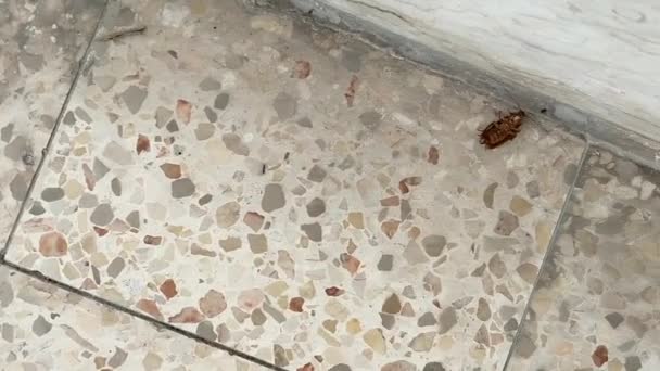 プロの終了後 ゴキブリはきれいなタイルの床の上に背中に横たわっています — ストック動画