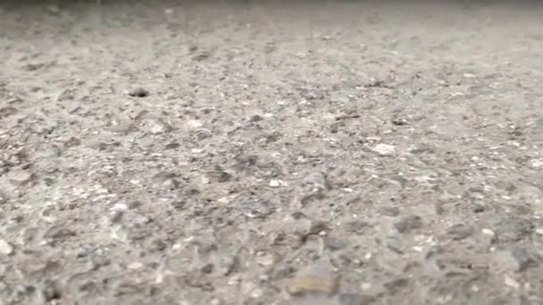 摄像机沿着死亡和鲜活的蟑螂滑行 突然一只蟑螂复活了 跑向远方 用灭蚊喷雾处理室外周界后拍摄 — 图库视频影像