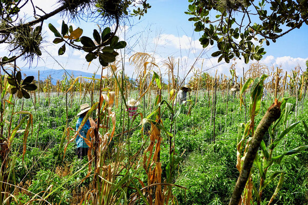Peasants Harvest Corn in the Mesa de los Santos, Colombia
