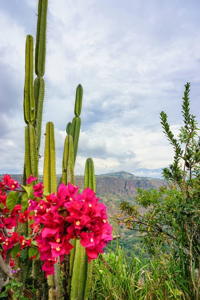 Bloemen en cactus met Chicamocha Canyon op de achtergrond in M — Stockfoto