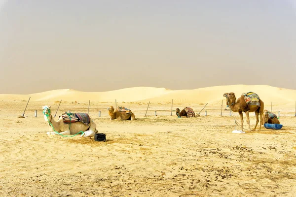 突尼斯翁杰梅尔沙漠的骆驼群 — 图库照片