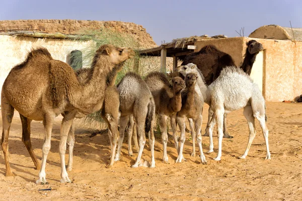 骆驼家族在撒哈拉沙漠，突尼斯. — 图库照片