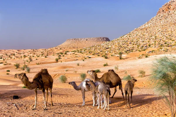 美丽的风景与骆驼和撒哈拉沙漠在突尼斯 — 图库照片