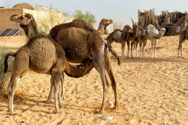 在撒哈拉D的骆驼妈妈与她的小牛和其他骆驼的看法 — 图库照片