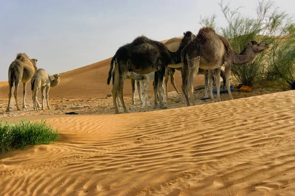 在突尼斯撒哈拉沙漠中吃骆驼的一组 — 图库照片