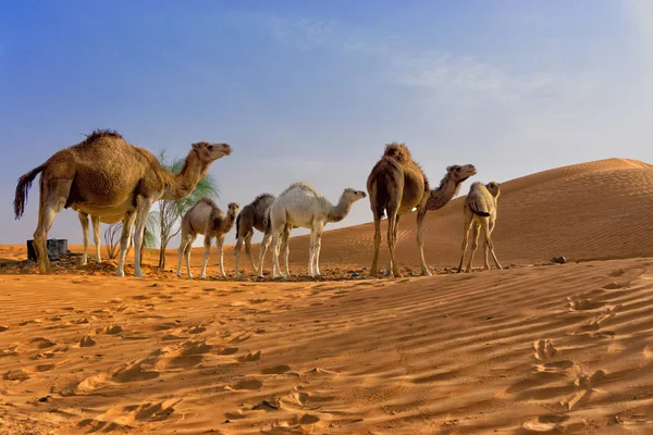 撒哈拉沙漠与骆驼在突尼斯 — 图库照片