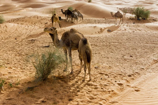Groupe de chameaux dans le désert du Sahara en Tunisie — Photo
