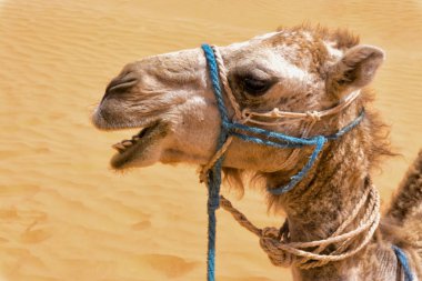 Tunus'ta Sahra Çölü'nde Deve Yakın çekim. 