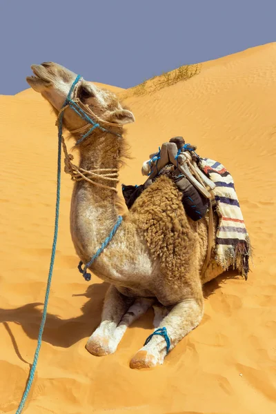 Kameel met duinen in de Sahara woestijn, Tunesië — Stockfoto