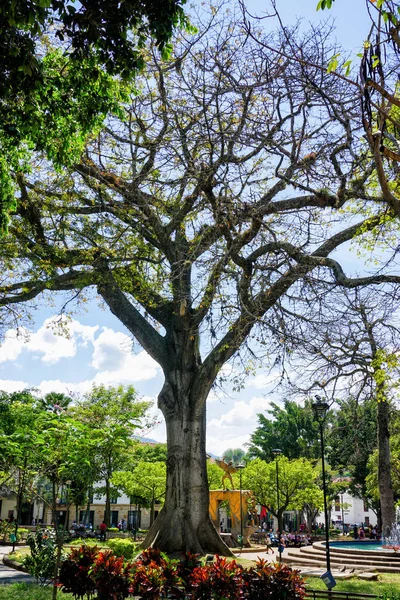 Boom in het Liberty Park in San Gil, Santander, Colombia. — Stockfoto
