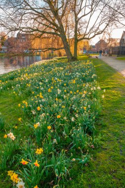 Park kanal su, Leiden, Hollanda tarafından bahar çiçek toplayan.