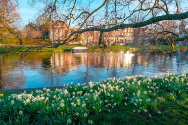 Bahar çiçek yeşil Leiden Park kanal su, Leiden, Hollanda.