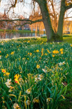 Bahar çiçek yeşil Leiden Park kanal su, Leiden, Hollanda.