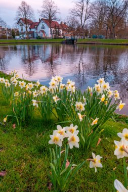 Çiçek açan sahne bahar çiçek Park kanal suyu, Leiden, Hollanda.
