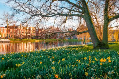 Bahar çiçek yeşil Leiden Park kanal su, Leiden, Hollanda.