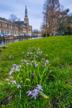 Van der Werf Parkı 'ndaki Heilige Lodewijkkerk manzarası. Bahar çiçeklerinin ve yeşil çimenlerin manzarası. Parkta çiçek açan Crocus. Leiden şehri. Hollanda. 